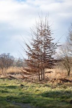 Lonely tree in winter sun Фото