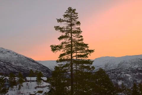 Lonely Tree at Winter Sunset Stock Photos
