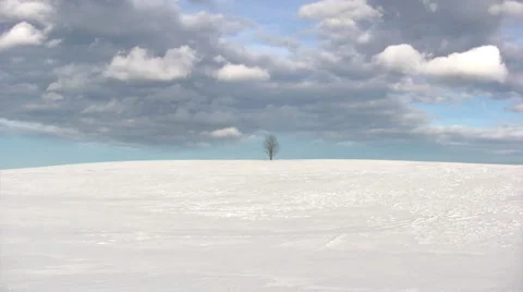 Lonely tree on wintertime 스톡 동영상 2314323