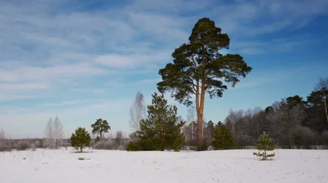 Lonely tree on wintertime 스톡 동영상 62950977
