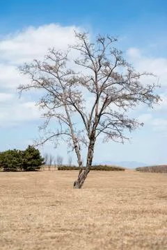 Lonely tree on the withered grassland Foto stock