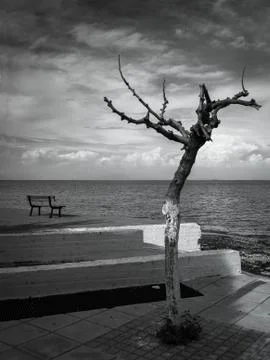 A lonely tree without leaves and a bench at the Ionian Sea on the island Stock Photos