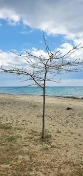 Lonely tree without leaves on an empty sandy beach. spring nature Stock Photos