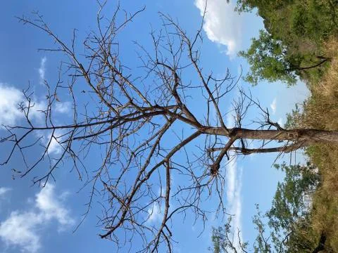 A Lonely Tree without leaves Stock Photos