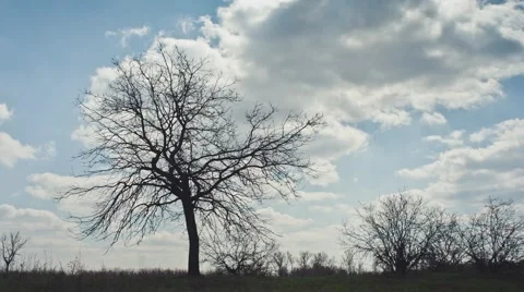 Lonely tree without leaves timelapse Vídeo Stock 43171658