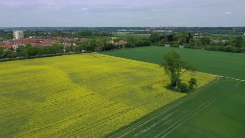 Lonely tree in a yellow rapeseed field. Augsburg Bavaria. Stock Footage 257954679