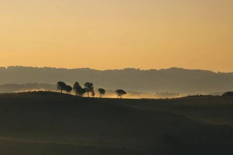 Lonely trees dancing with the mist Stock Photos
