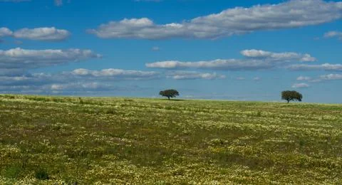 Lonely trees on field Stock Photos