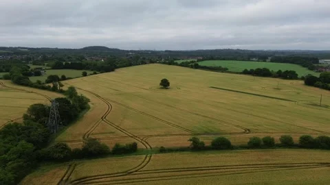 Lonely trees Stock Footage 278242954