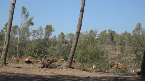 Lonely Trees In The Forest Valley Vídeo Stock 54236452