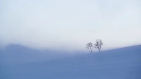 Lonely trees on the hill. Strong wind storm. Stock Footage 72893087