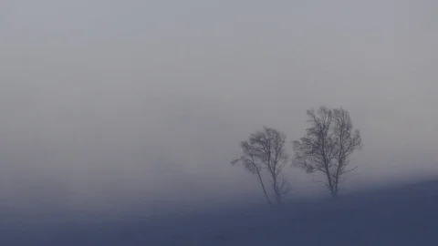 Lonely trees on the hill. Strong wind storm. Stock Footage 72893469