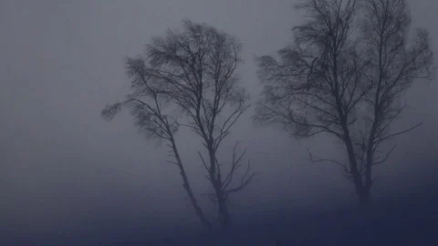 Lonely trees on the hill. Strong wind storm. Video stock 72894544
