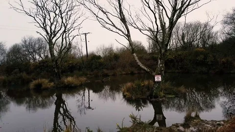 Lonely Trees in pond Stock Footage 73559527