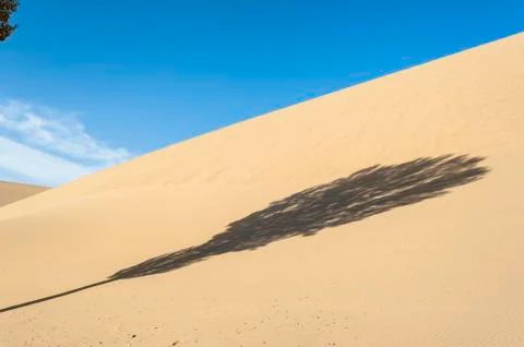 A lonely tree's shadow on the desert Foto stock