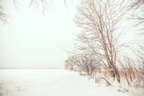 Lonely trees in the snow Stock Photos