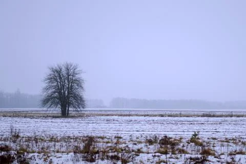 Lonely trees in the snow Stock Photos