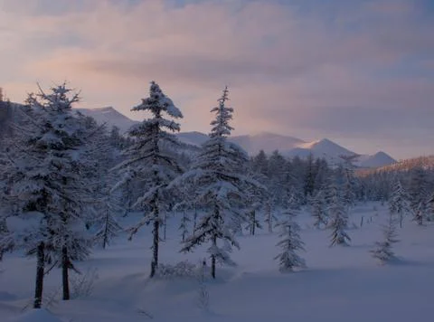 Lonely trees in the snow Stock Photos