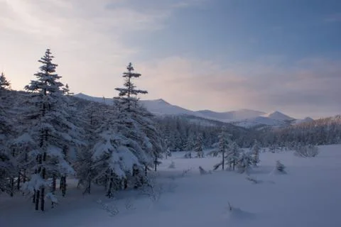 Lonely trees in the snow Stock Photos