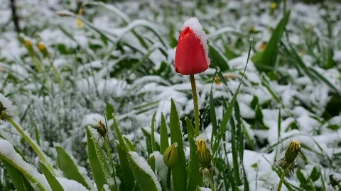 Lonely tulip in the snow Stock Footage 130369310