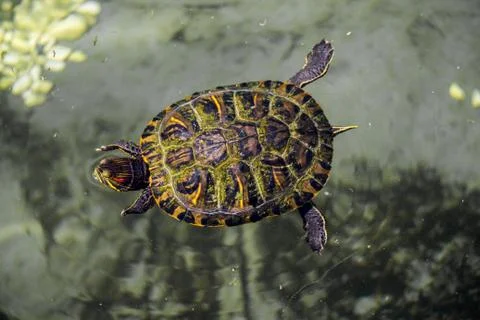 Lonely turtle found by a lake Foto stock
