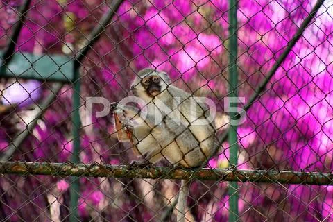 Lonely vervet monkey Stock Photos