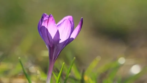 Lonely violet crocus flower in the sunlight close up Stock Footage 104535019
