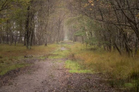 Lonely way into the forest Stock Photos