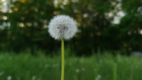 A lonely white dandelion in a meadow Video stock 334883532