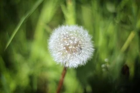 Lonely white dandelion Stock Photos