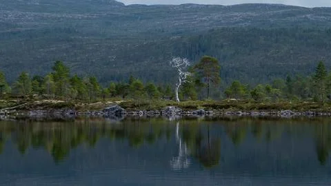 Lonely White Dead Tree Reflected in Serene Forest Lake Stock Photos