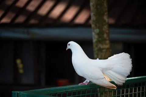 Lonely White Dove Stock Photos