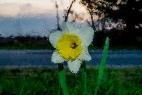 Lonely white flower at sunset Stock Illustration