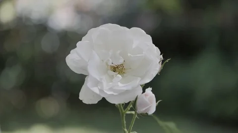 Lonely White Rose Vídeo Stock 120256256