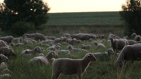 Lonely White Sheep Lamb in Group Of Sheep Grazing On Pasture Afternoon Evening Stock Footage 214834331