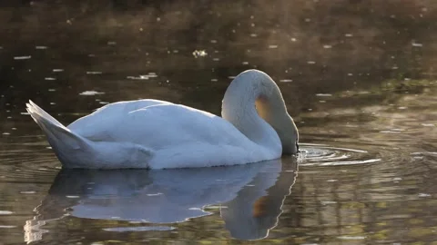 Lonely white swan floating on the river Stock Footage 153074858