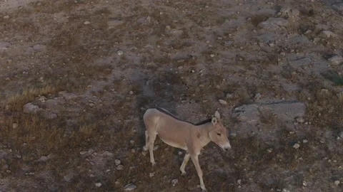 Lonely Wild Ass Stock-Footage 133669832