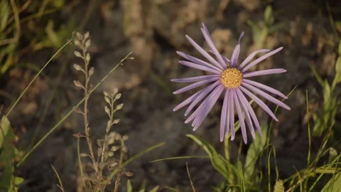 Lonely wildflower Stock Footage 280194079