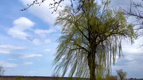 Lonely willow with long hanging branches in spring against a blue sky with Stock Footage 244765445