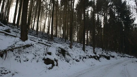 Lonely Winter in the forest Stock Footage 71733541