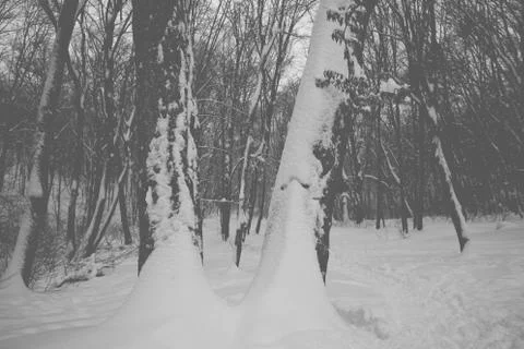 Lonely winter in the forest 스톡 사진