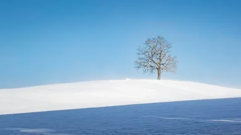 Lonely winter tree Stock Photos