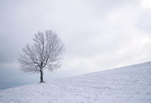 Lonely winter tree Stock Photos