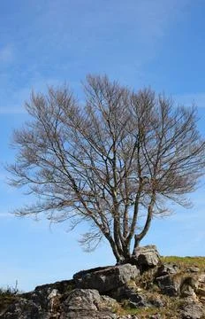 Lonely winter tree stands on top of hill with rocks against blue sky Stock Photos