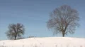 Lonely winter trees HD Footage
