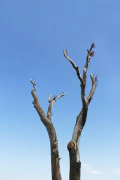A lonely withered brown tree with branches against the blue sky Stock Photos