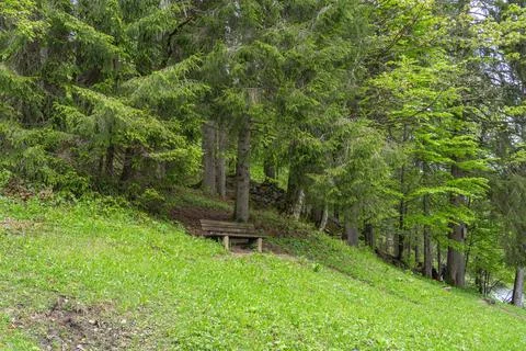 Lonely wooden bench on a green forest slope Stock Photos