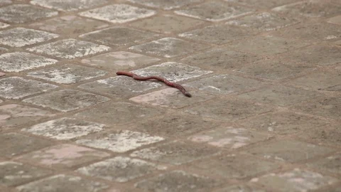 Lonely worm Vidéo 127783386