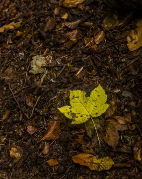 A lonely yellow fallen maple leaf Stock Photos