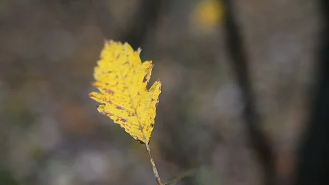 Lonely yellow leaf Stock Footage 94849591